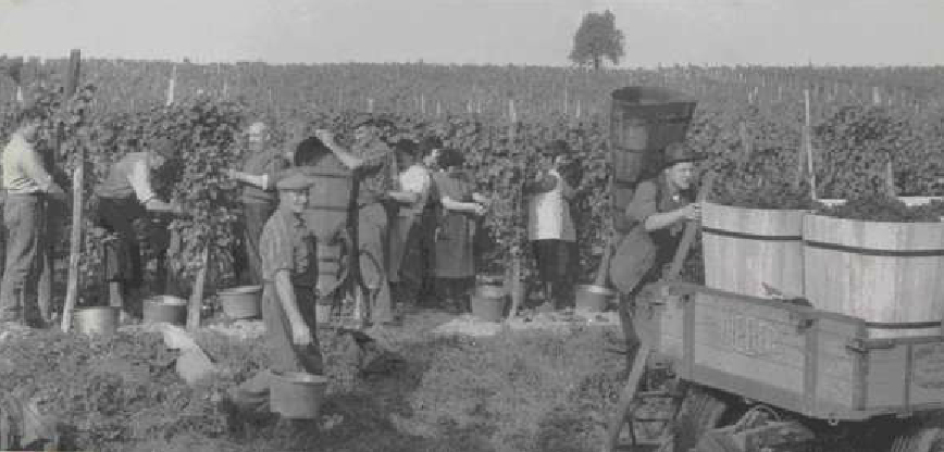 vendanges ancetres bohn